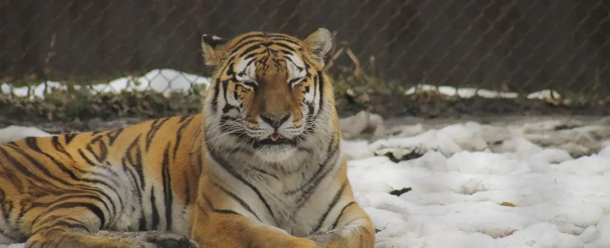 VIDEO: Tigre siberiano bloquea una calle en Rusia