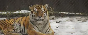 VIDEO: Tigre siberiano bloquea una calle en Rusia