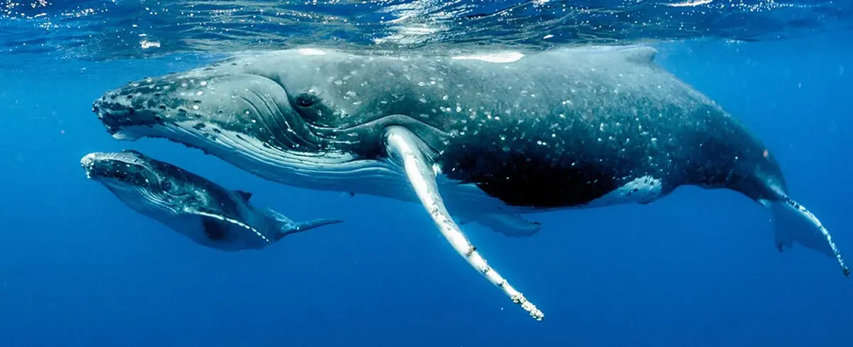 Increíble: ballenas jorobadas forman famoso patrón matemático
