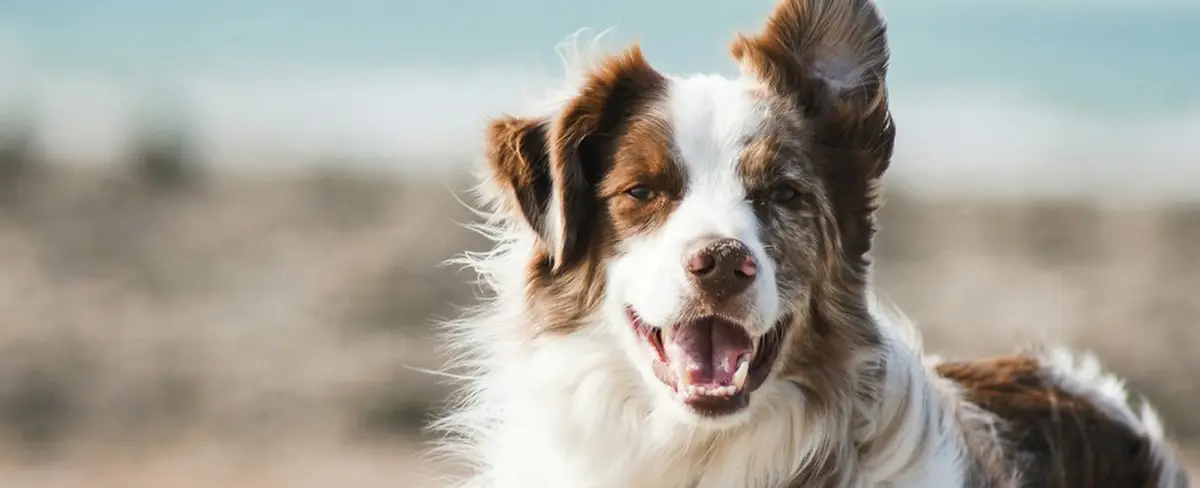 Pensión de 40 euros: perro sale victorioso del divorcio de sus dueños