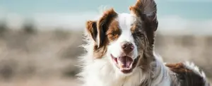 Pensión de 40 euros: perro sale victorioso del divorcio de sus dueños