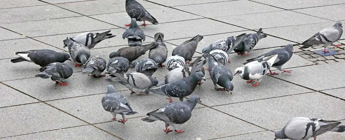 España: multan a dos hombres por alimentar palomas en vía pública