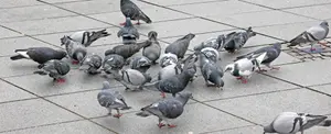 España: multan a dos hombres por alimentar palomas en vía pública