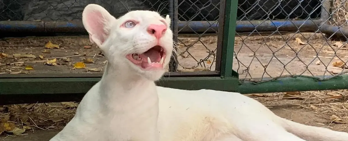 Puma Albino Itzae crece y cautiva al publico nacional