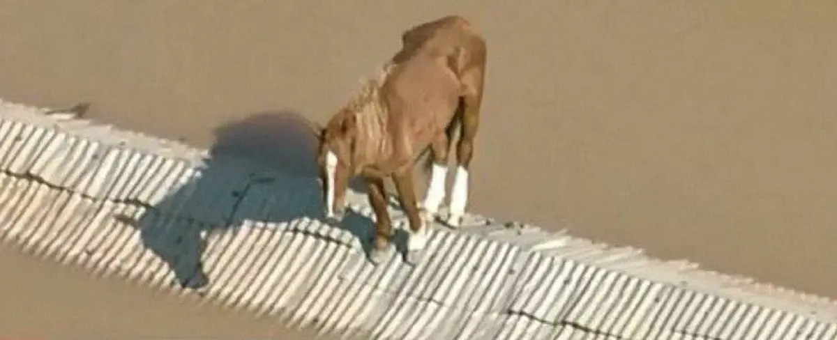 Rescatan a una yegua tras 5 días varada en un techo en Brasil