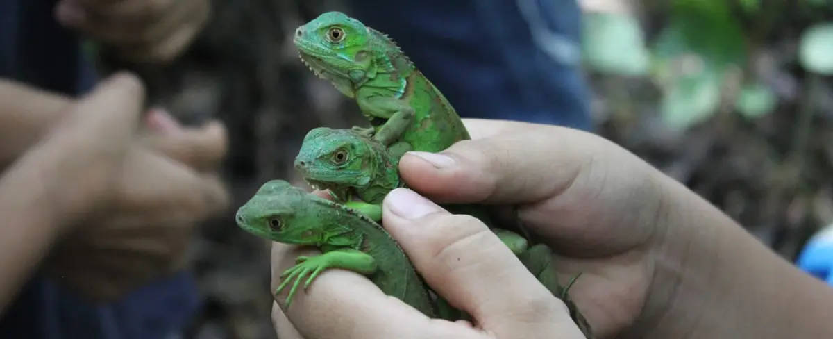 Marena libera más de 300 especies de Iguana en laguna de Apoyo