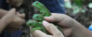 Marena libera más de 300 especies de Iguana en laguna de Apoyo