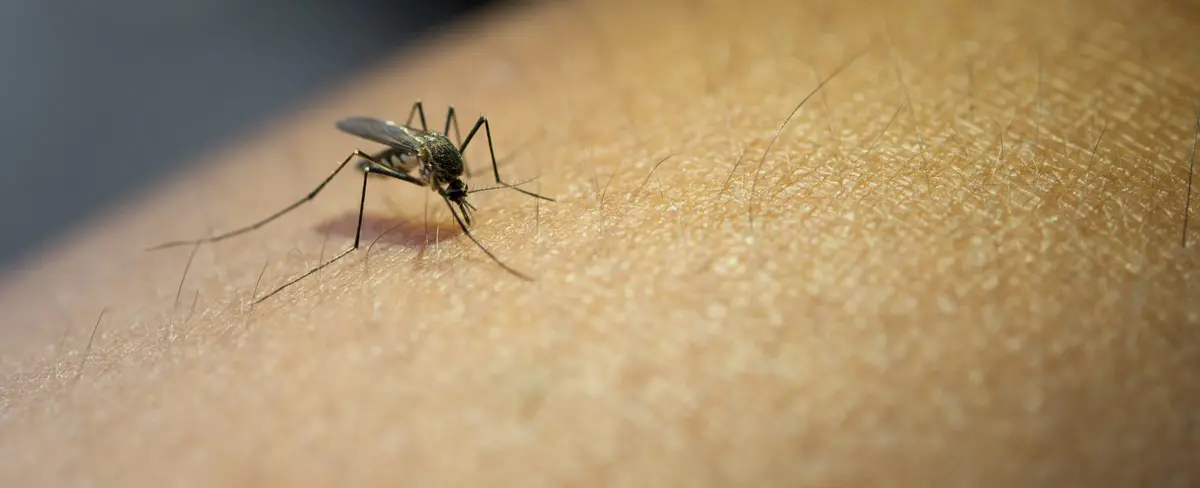 Panamá en alerta por incremento de casos de dengue