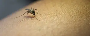 Panamá en alerta por incremento de casos de dengue