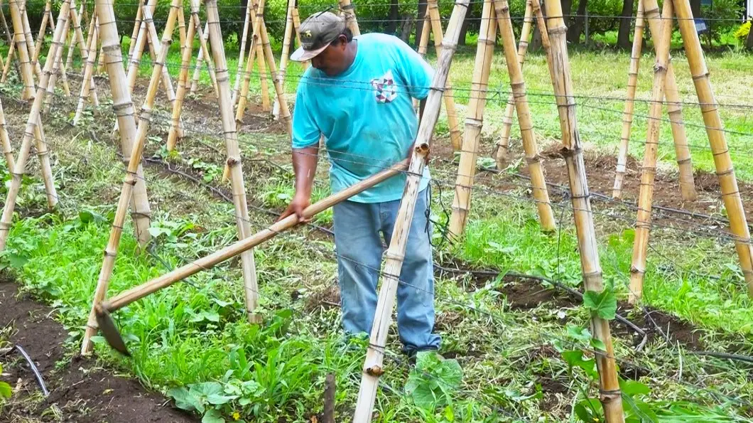 Nuevos sistemas de nutrición de revolucionan agricultura en Nicaragua