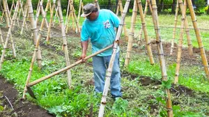Nuevos sistemas de nutrición de revolucionan agricultura en Nicaragua