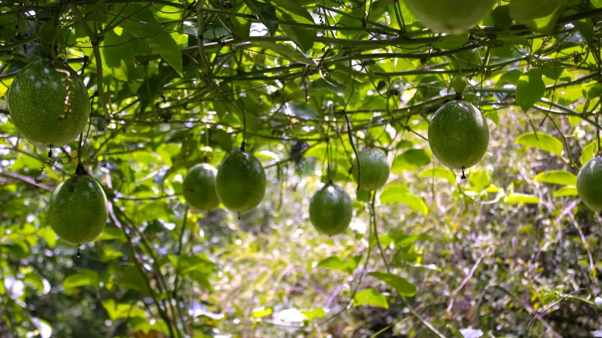 Agricultores destacan por la producción del Chayote y la Calala