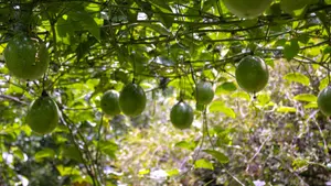 Agricultores destacan por la producción del Chayote y la Calala
