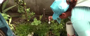 Brigadistas del Minsa no bajan la guardia: Combatiendo al mosquito transmisor