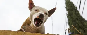 Un perro salva a sus dueños de cuatro asaltantes en motos