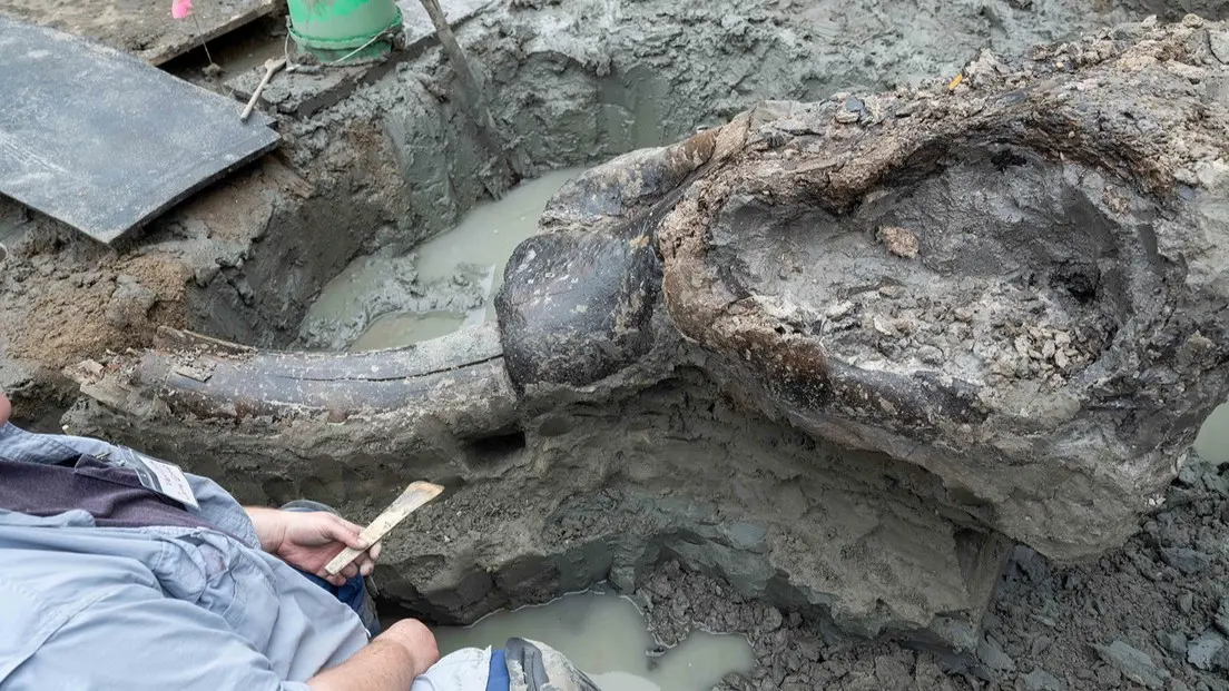 Encuentran cráneo de mastodonte de 13.600 años en perfecto estado