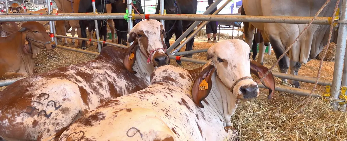 Nicaragua se consolida líder en producción de Carne Bovina