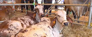 Nicaragua se consolida líder en producción de Carne Bovina