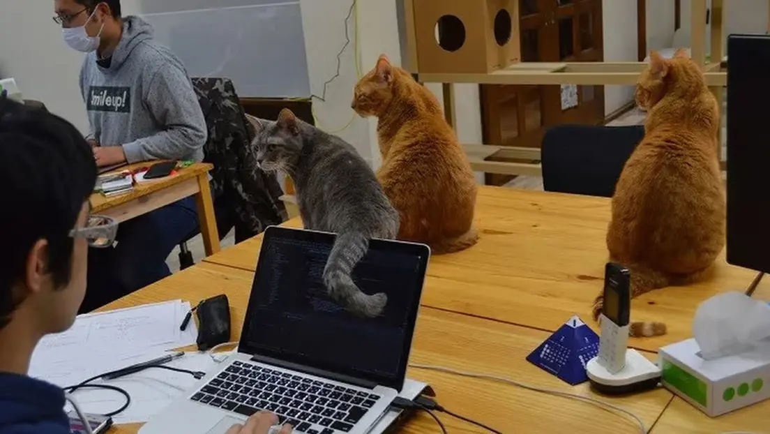 Empresa contrata gatos para reducir el estrés laboral
