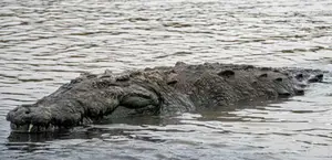 Aumentan en Costa Rica ataques de cocodrilos