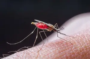 El Ministerio de Salud informa disminución de casos de malaria y neumonía