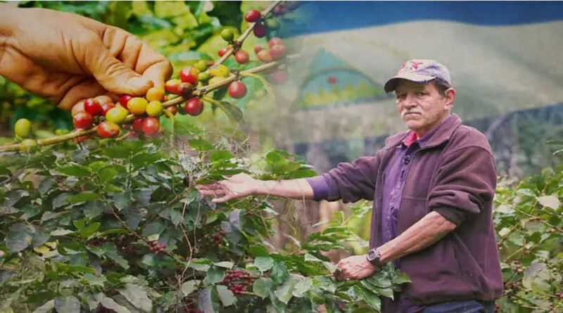 La cosecha de café nicaragüense impulsa exportación y empleo