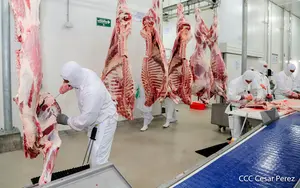 Producción bovina en Nicaragua suma 267.3 millones de libras