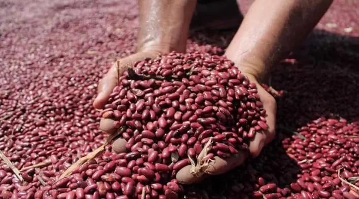 En un ciclo productivo avanza la Cosecha de Frijol Rojo