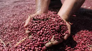 En un ciclo productivo avanza la Cosecha de Frijol Rojo