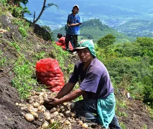 ¡Cosecha de oro! Nicaragua anticipan abundante producción de hortalizas