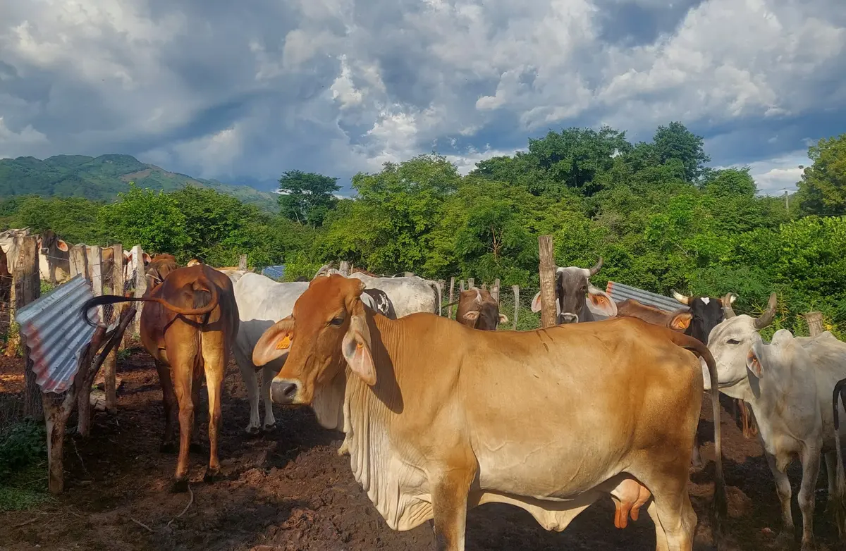 IPSA fortalece estrategias para la sanidad animal en Nicaragua