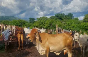 IPSA fortalece estrategias para la sanidad animal en Nicaragua