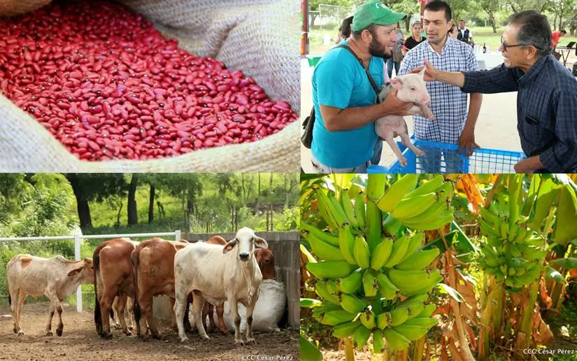 Ministerio Agropecuario impulsa el éxito de productores nicaragüenses