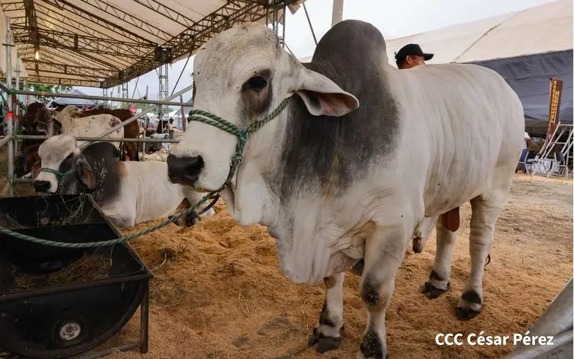 Feria Ganadera Navidad 2024, un impulso para la economía familiar