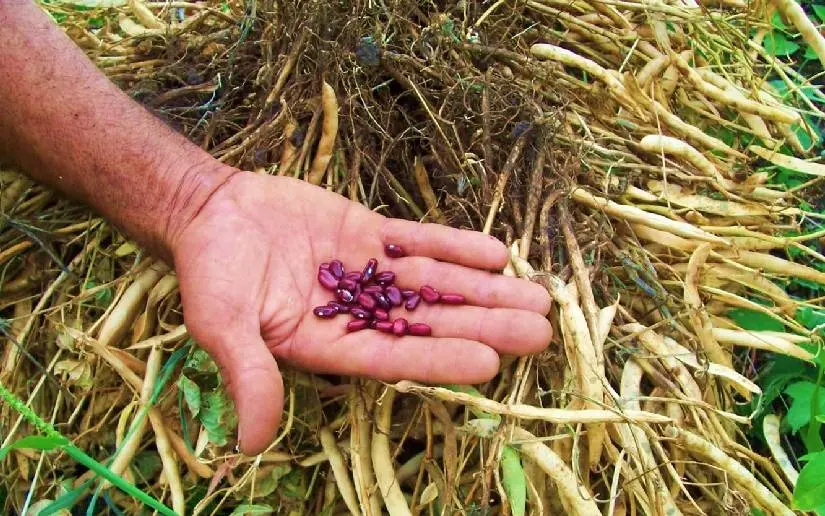 Cosecha de frijol rojo impulsa economía y exportaciones