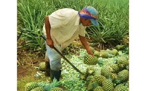 Producción de piña nicaragüense supera los 11.5 millones de unidades