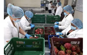Nicaragua lidera exportación de pitahaya fresca en Centroamérica