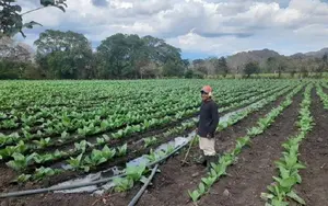 Éxito en siembra de tabaco en Nicaragua para el ciclo productivo 2024-2025