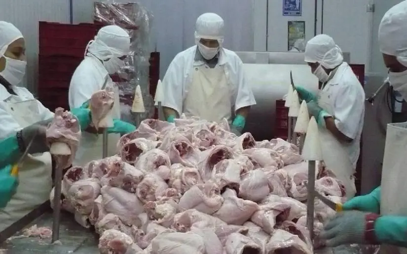 Nicaragua ha producido 325.4 millones de libras de pollo en 2024