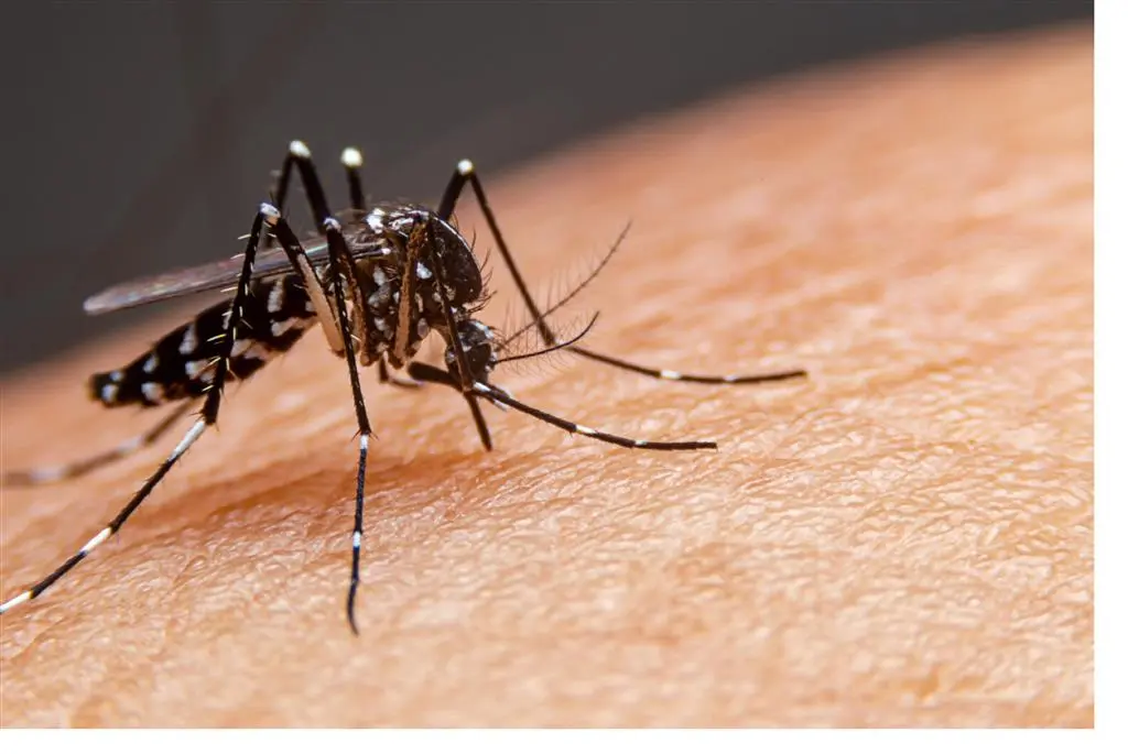 Brasil enfrenta una crisis por dengue con más de 7 mil muertes