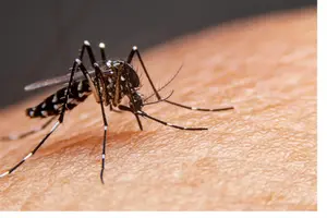 Brasil enfrenta una crisis por dengue con más de 7 mil muertes