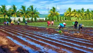 Nicaragua impulsa la siembra de cebolla para fortalecer el ciclo agrícola