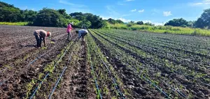 Inta impulsa capacitación agrícola para mejorar la productividad