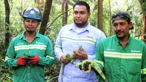 Liberan más de 140 iguanas para preservar la fauna de Masaya
