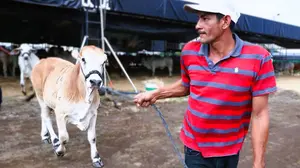 Feria Ganadera Navidad 2024 abre sus puertas con grandes ofertas y eventos