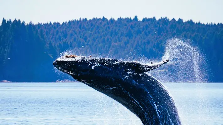 ¿Sabías qué el corazón de una ballena pesa lo mismo que un automóvil?