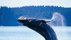 ¿Sabías qué el corazón de una ballena pesa lo mismo que un automóvil?