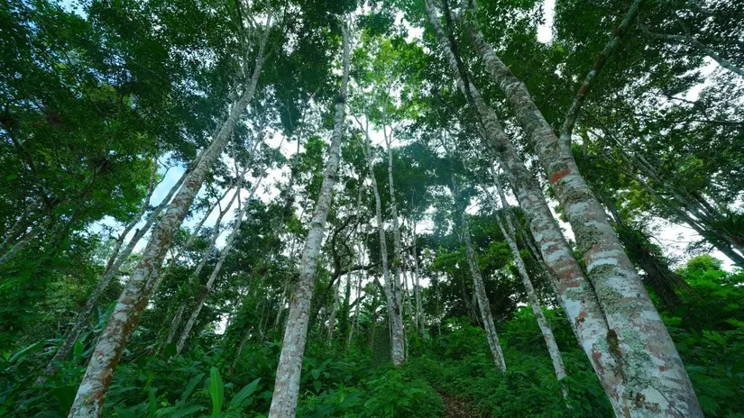 Nicaragua avanza en reforestación y protección ambiental