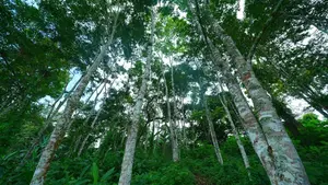 Nicaragua avanza en reforestación y protección ambiental