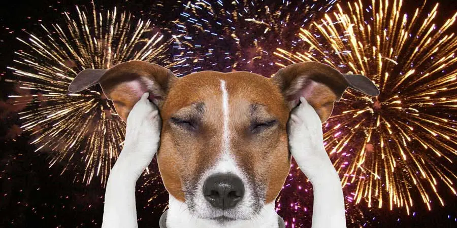 ¿Cómo daña la pirotecnia a las mascotas?
